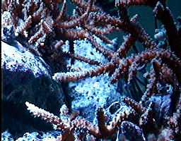 small coral movie